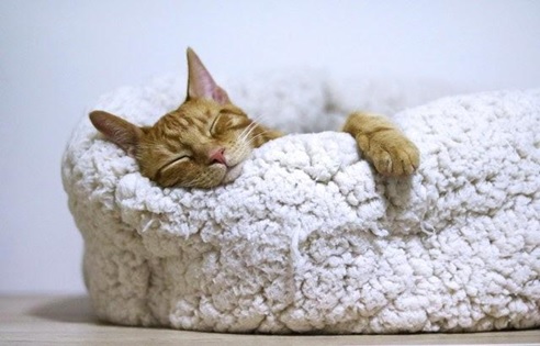 a cat sleeping in a white fluffy cat bed